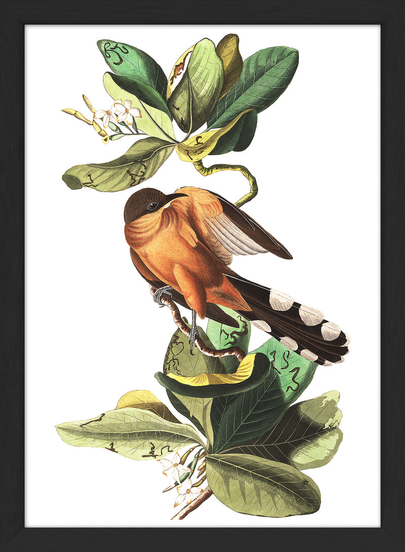 Mangrove Cuckoo. Mini Print