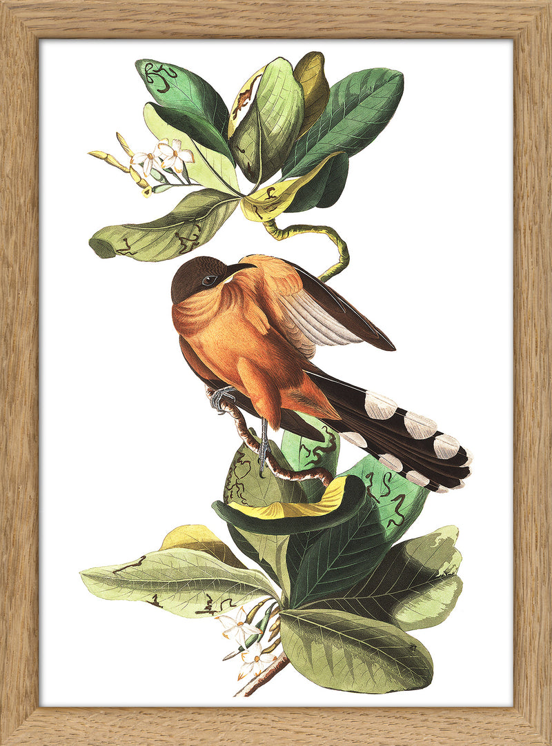 Mangrove Cuckoo. Mini Print