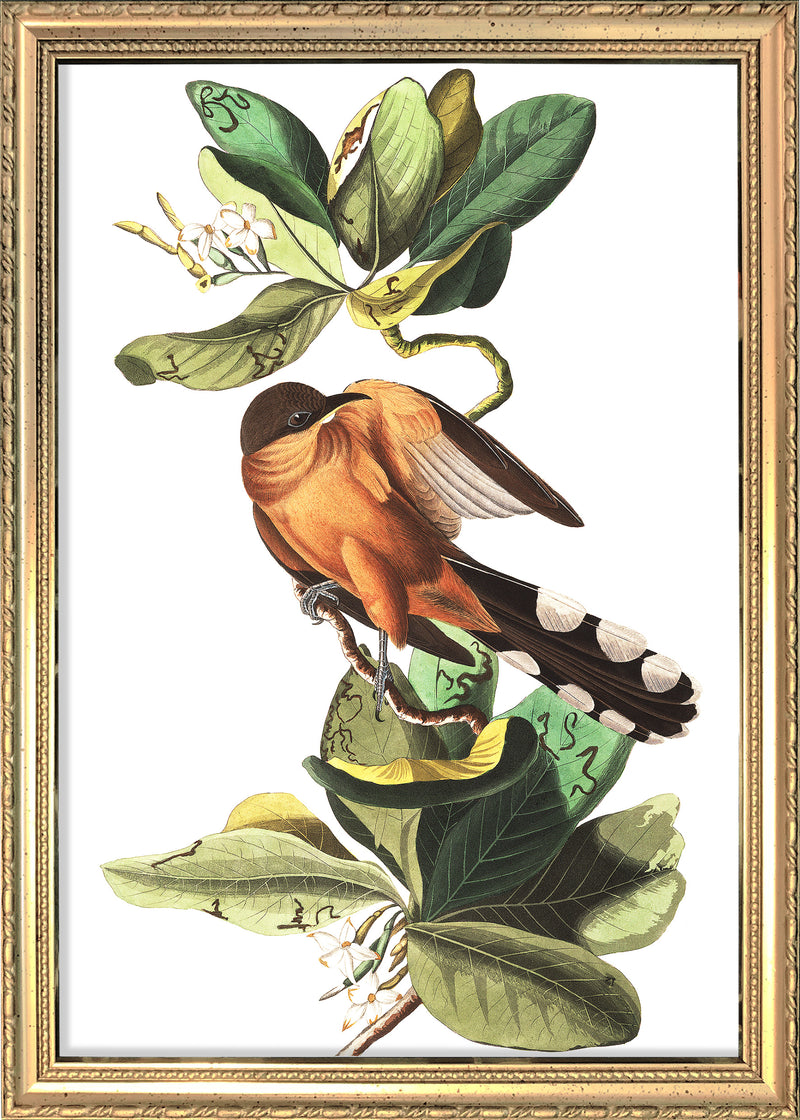 Mangrove Cuckoo. Mini Print