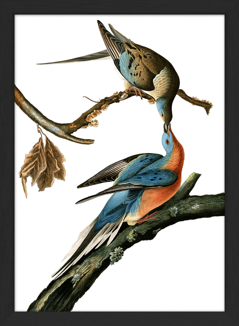 Passenger Pigeon. Mini Print