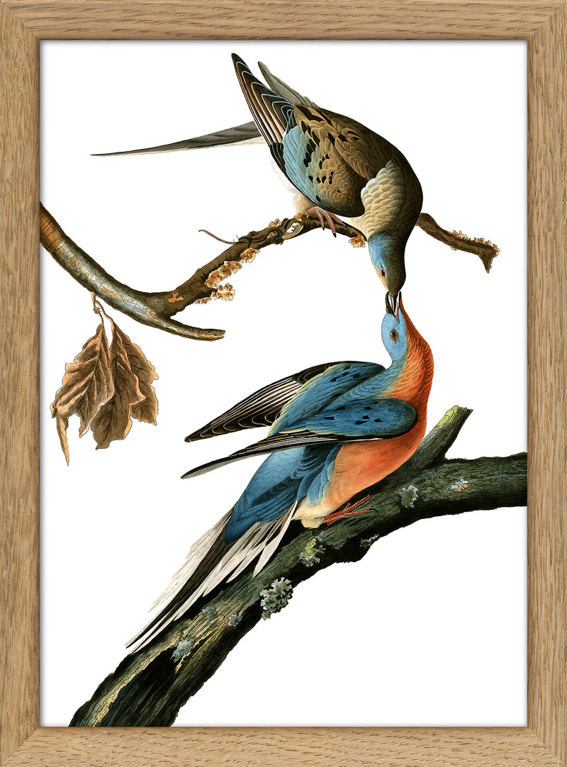 Passenger Pigeon. Mini Print