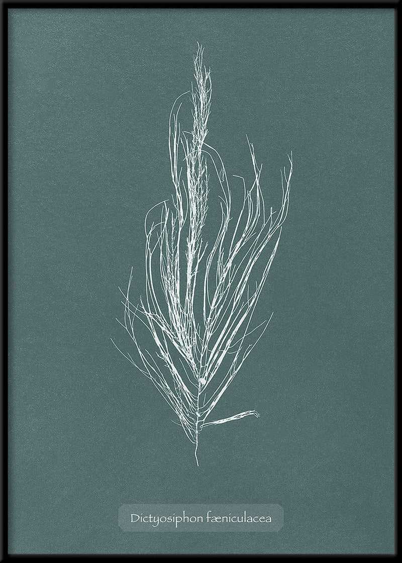 Algae Dictyosiphon Fæniculacea.