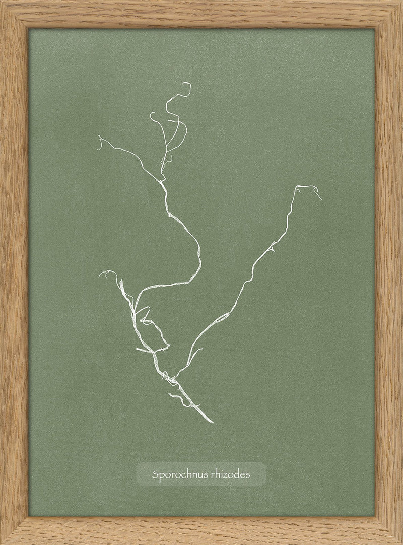 Algae Sporochnus Rhizodes.