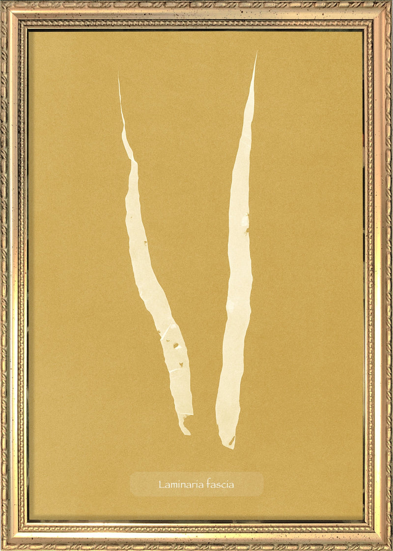 Algae Laminaria Fascia.