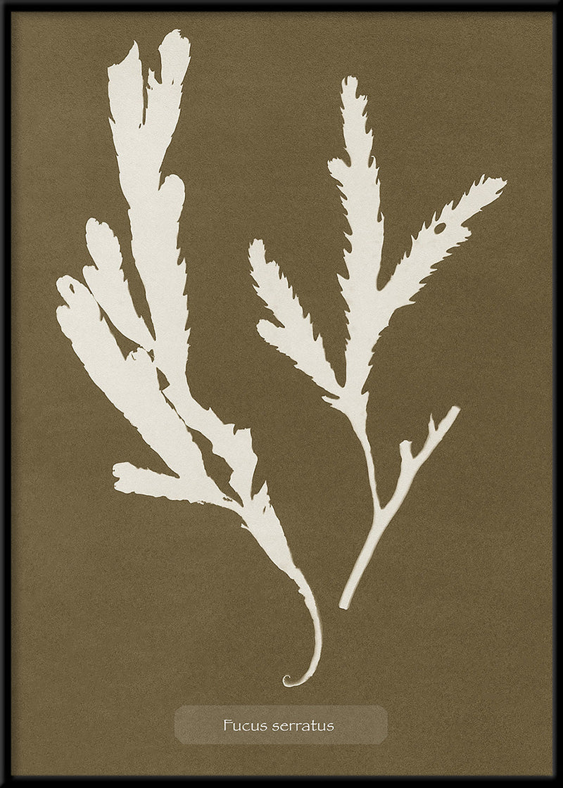 Algae Fucus Serratus.