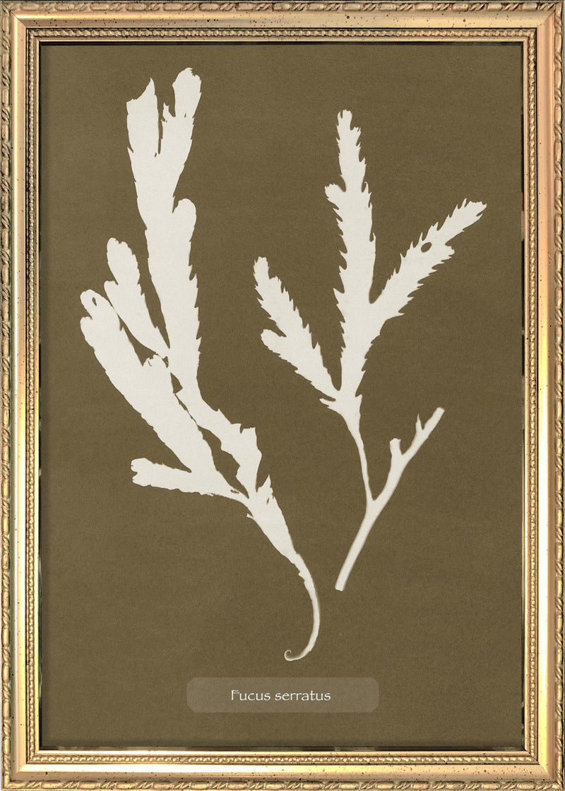 Algae Fucus Serratus.