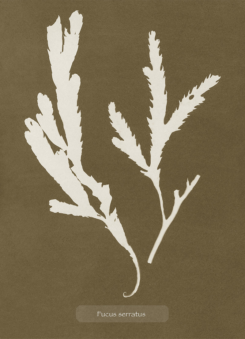 Algae Fucus Serratus.