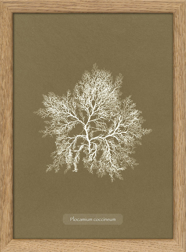 Algae Plocamium Coccineum. Mini Print