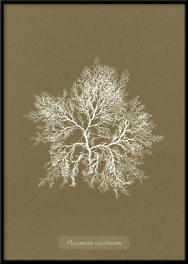 Algae Plocamium Coccineum. Mini Print