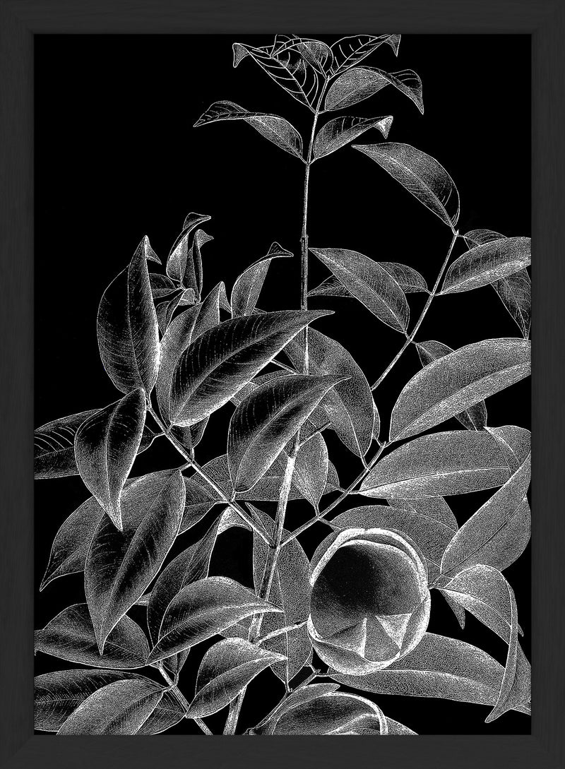Botanical Study IV. Mini Print