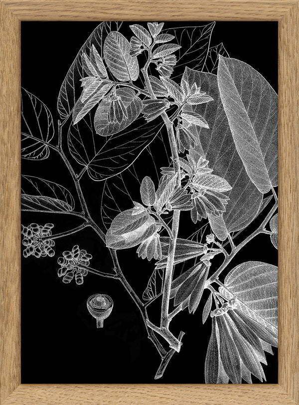 Botanical Study V. Mini Print