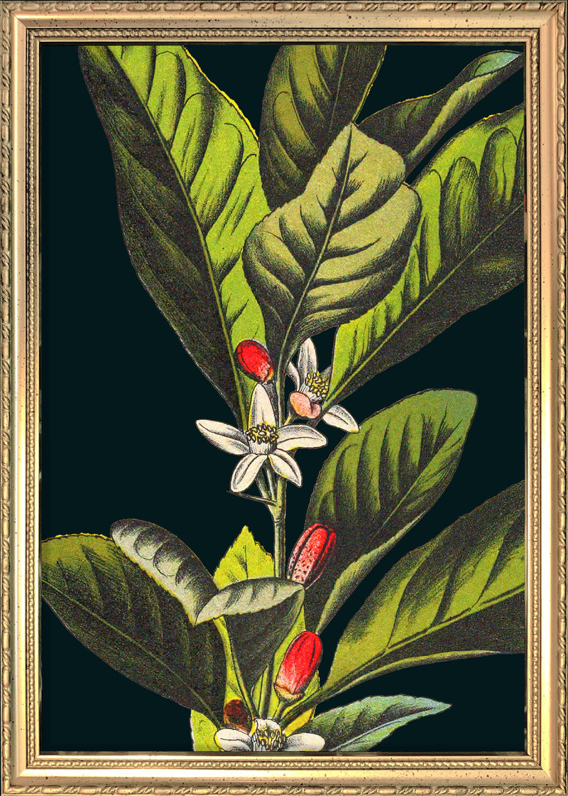 Florium Noir. Mini Print