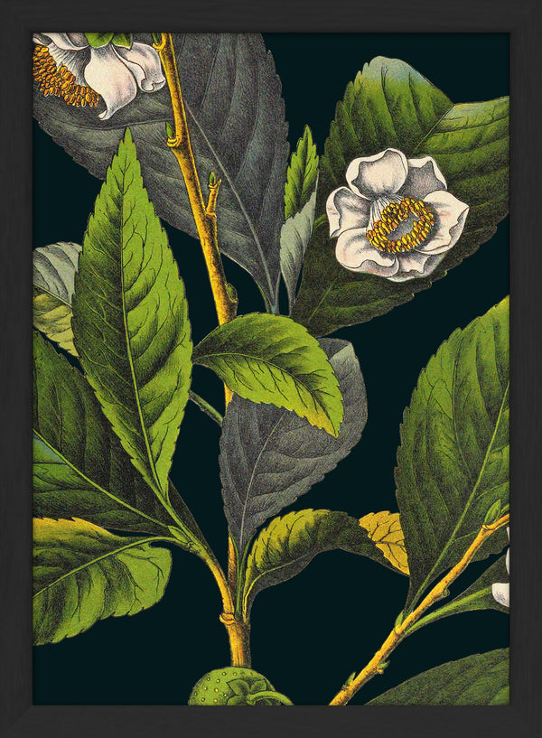 Florium Noir Tea Close Up. Mini Print