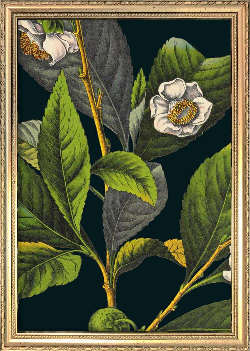 Florium Noir Tea Close Up. Mini Print