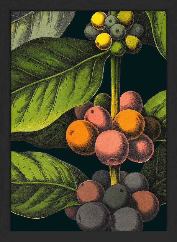 Florium Noir Coffee Close Up. Mini Print