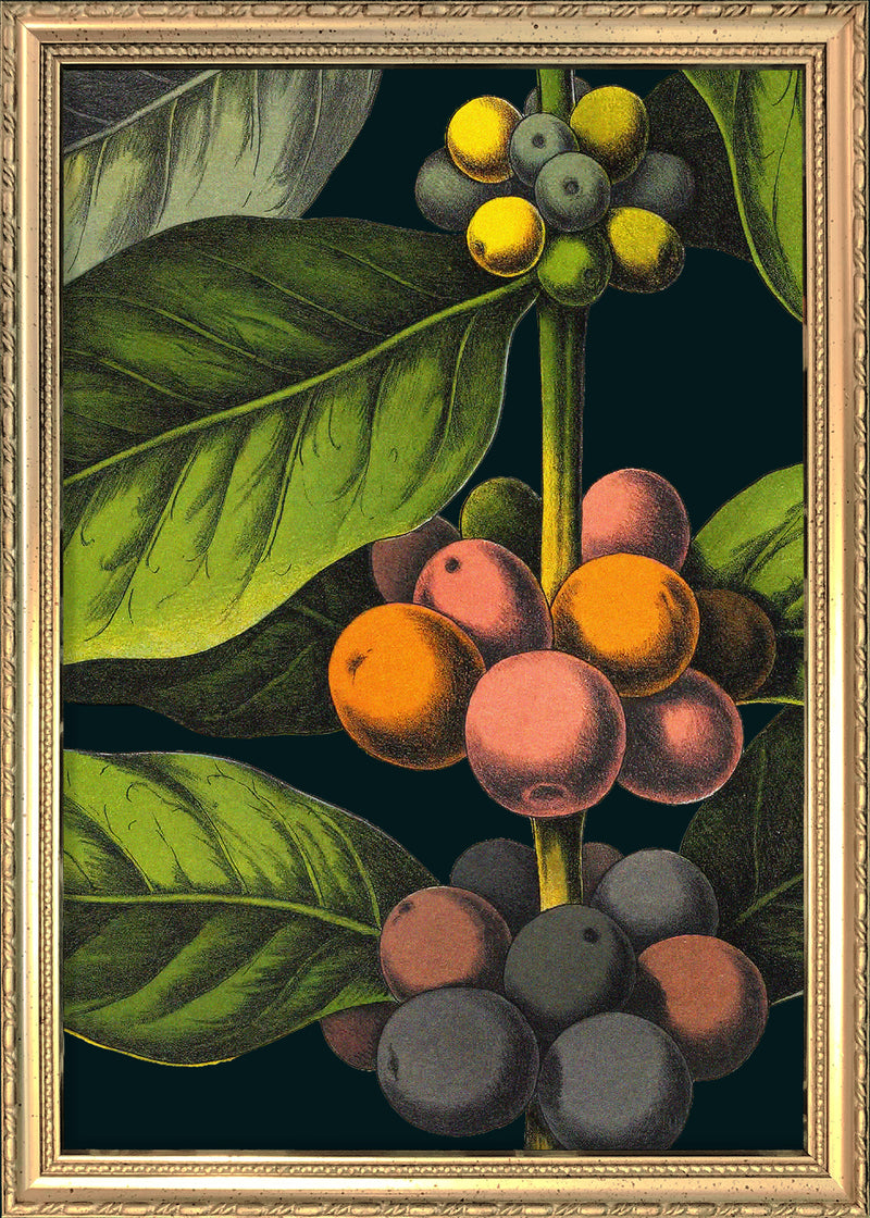 Florium Noir Coffee Close Up. Mini Print