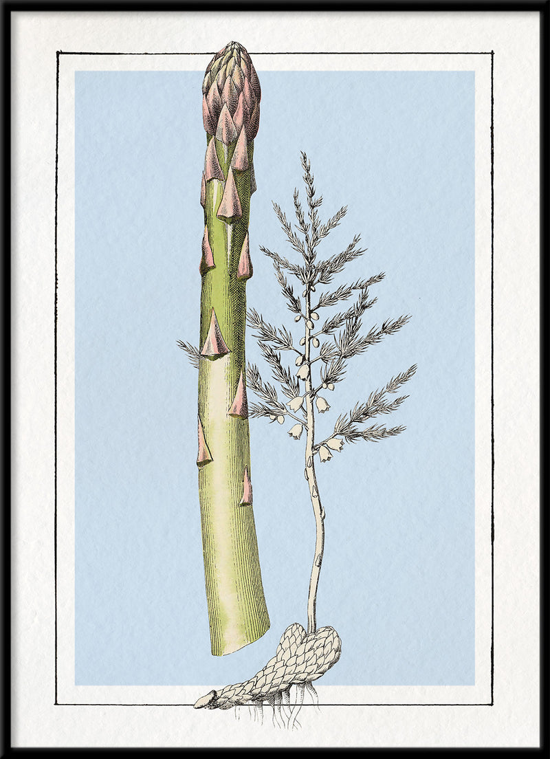 Asparagus. Mini Print