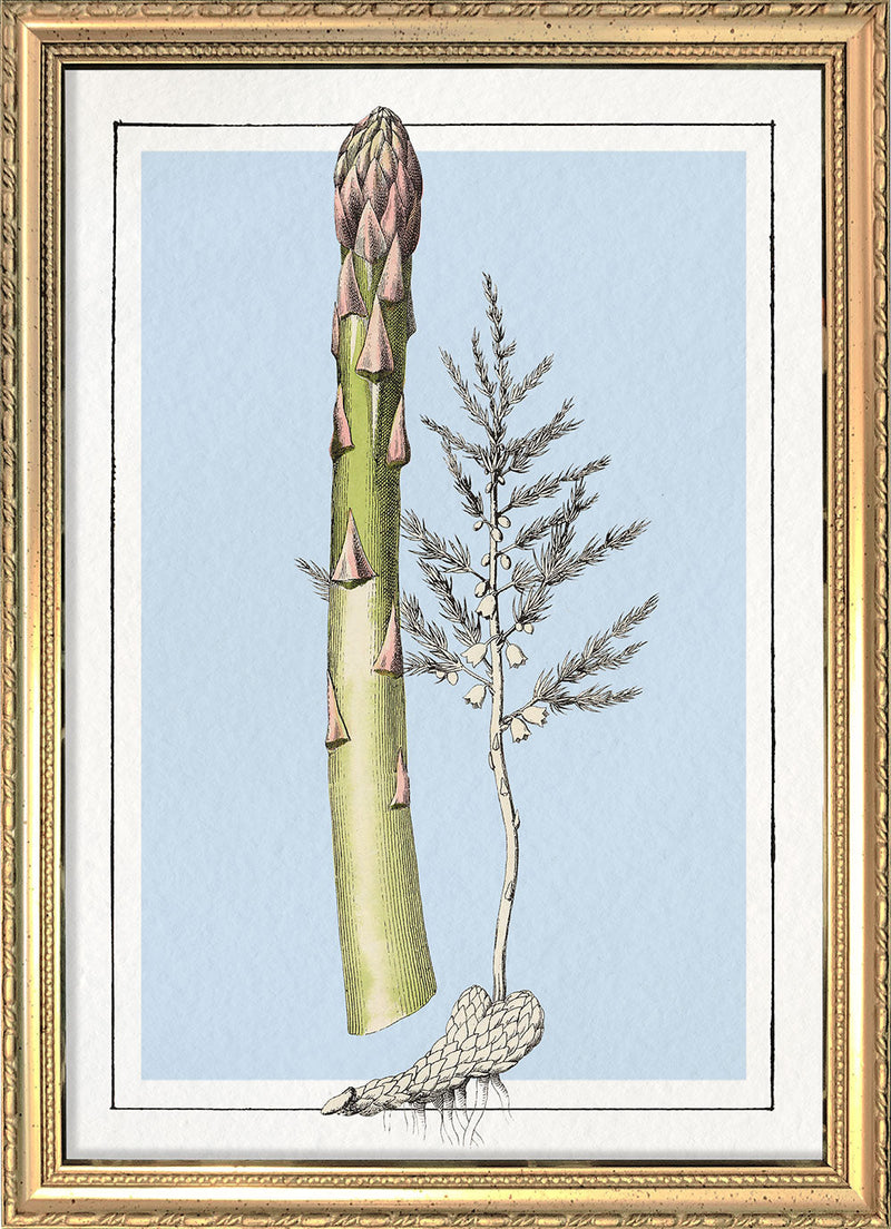 Asparagus. Mini Print