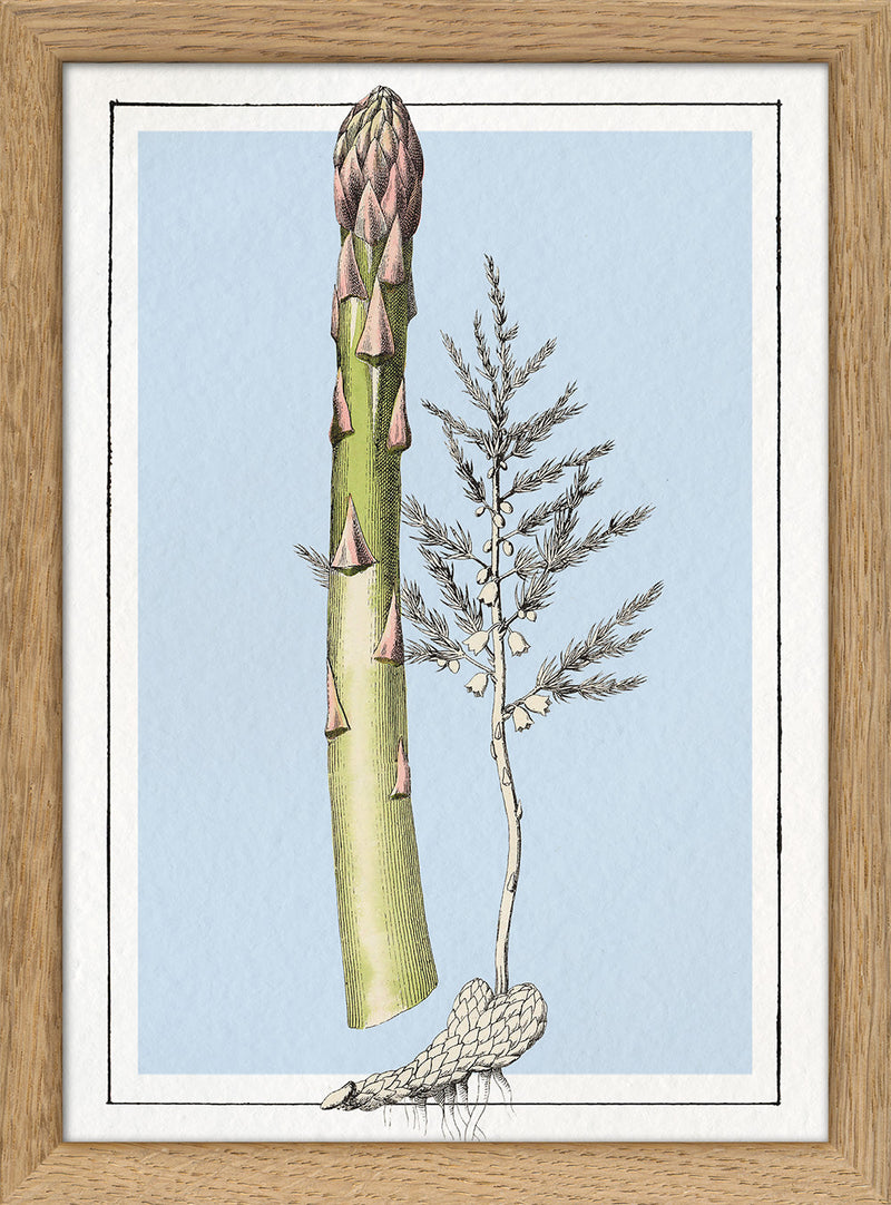 Asparagus. Mini Print