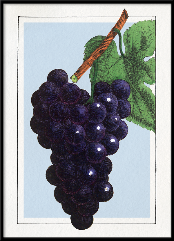Grape. Mini Print