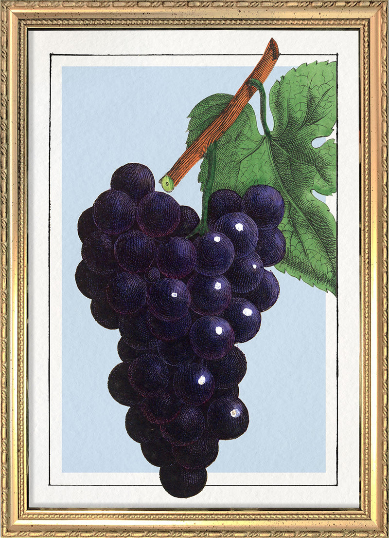 Grape. Mini Print