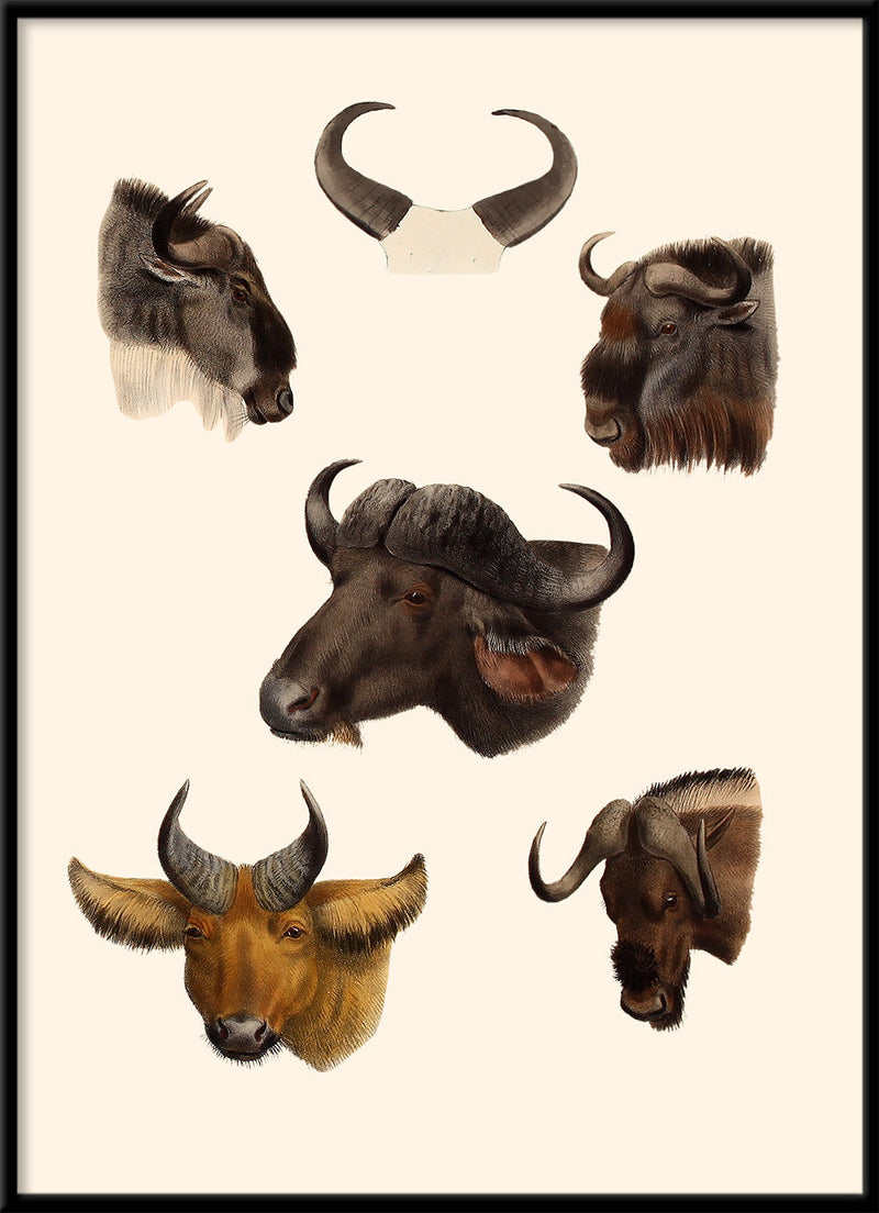 Buffalos & Gnus. Mini Print