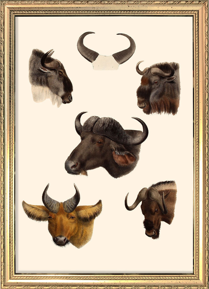 Buffalos & Gnus. Mini Print