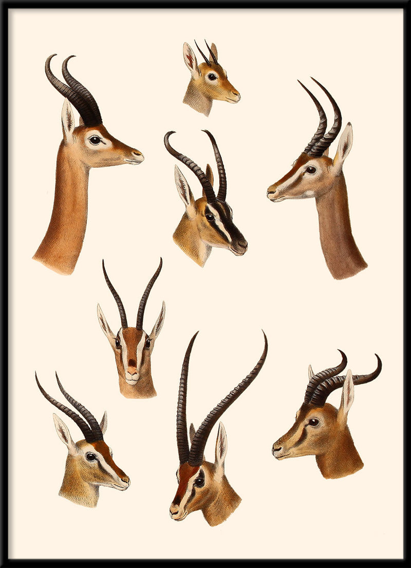 Antelopes & Gazelles. Mini Print