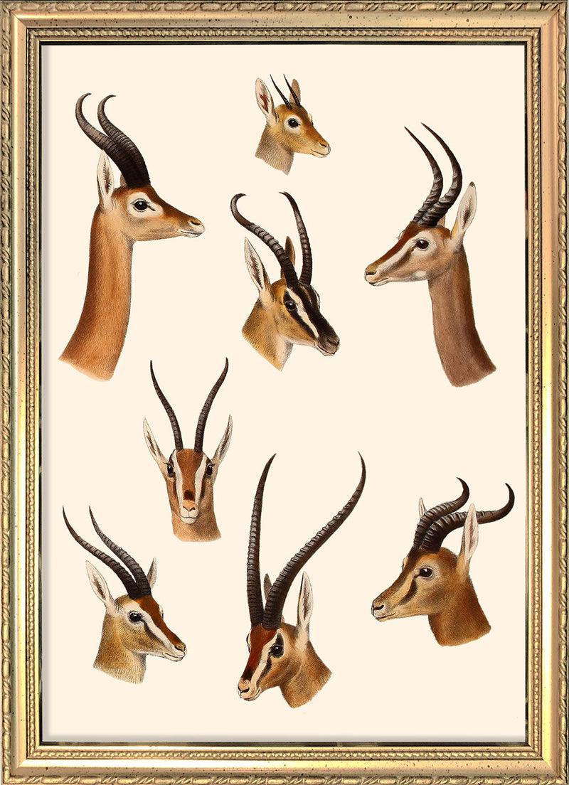 Antelopes & Gazelles. Mini Print