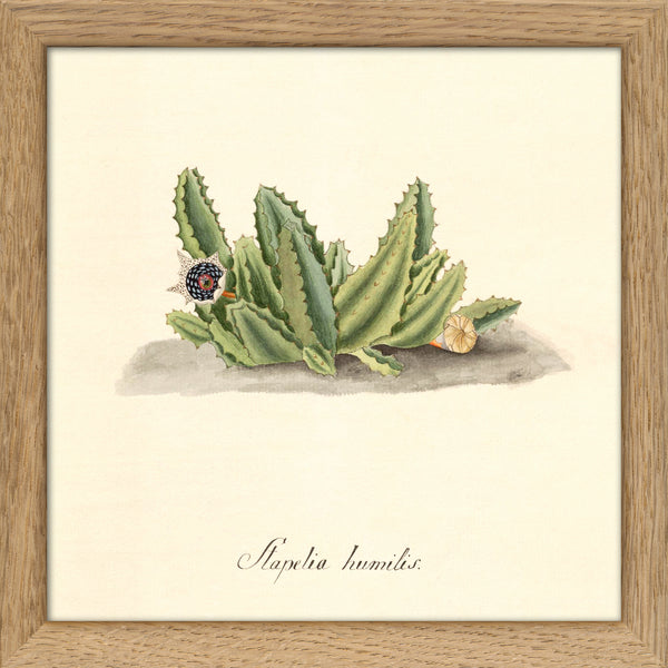 Stapelia Humilis. Mini Print