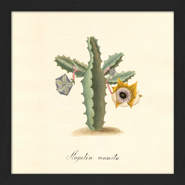 Stapelia Venusta. Mini Print
