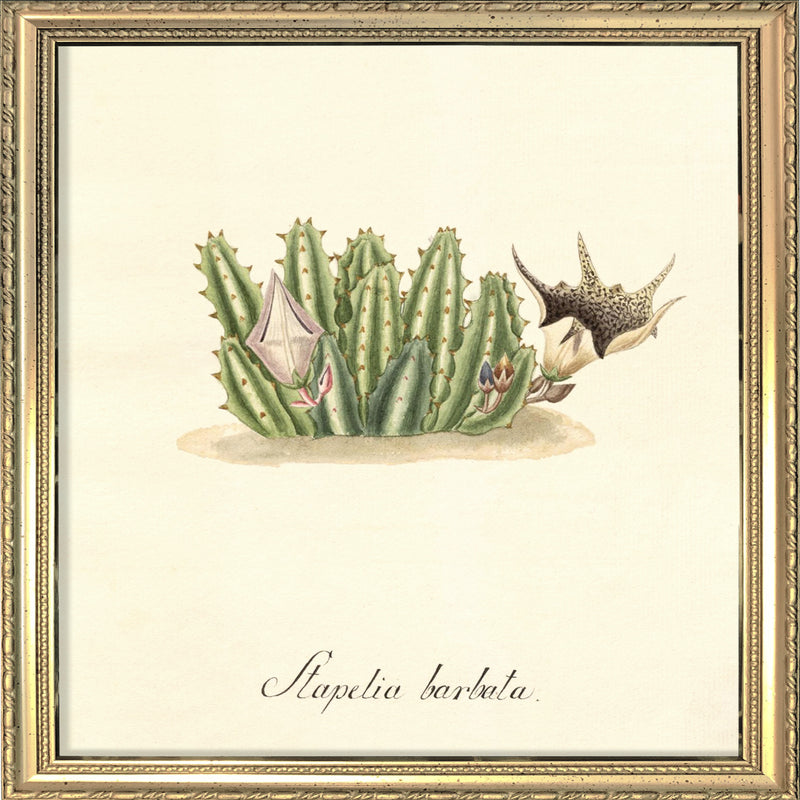 Stapelia Barbata. Mini Print