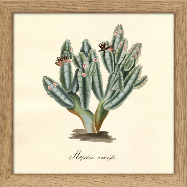 Stapelia Campanulata. Mini Print