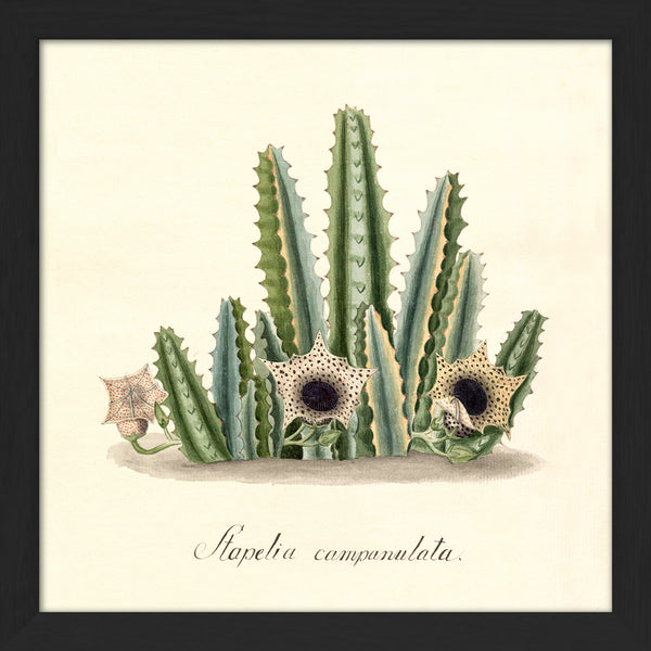 Stapelia Campanulata. Mini Print
