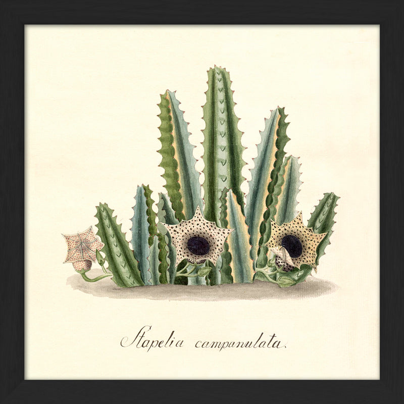 Stapelia Campanulata. Mini Print