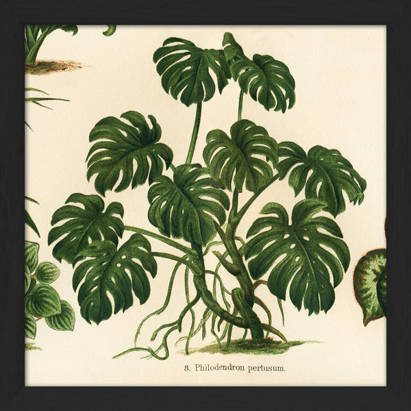 Philodendron Pertusum. Mini Print