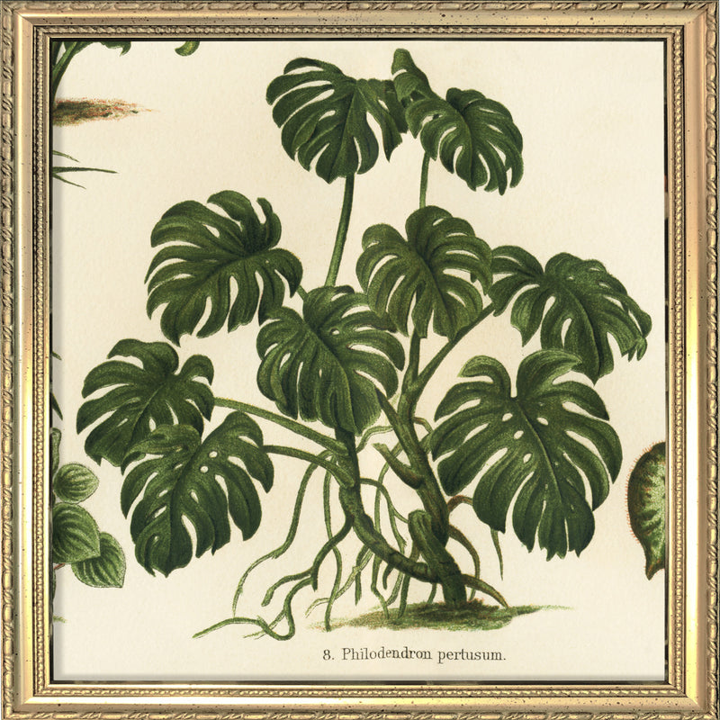 Philodendron Pertusum. Mini Print