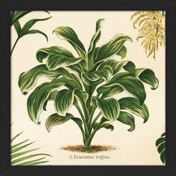 Dracaena Regina. Mini Print
