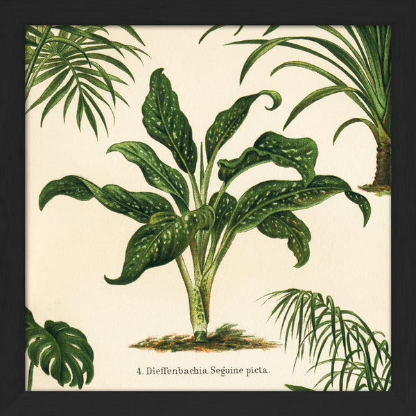 Dieffenbachia Seguine Picta. Mini Print