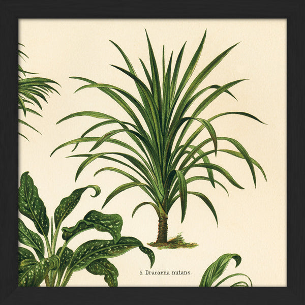 Dracaena Nutans. Mini Print