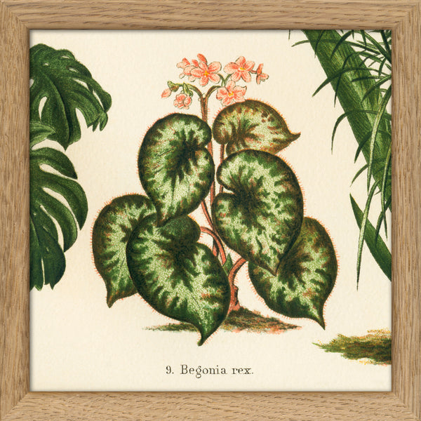 Begonia Rex. Mini Print