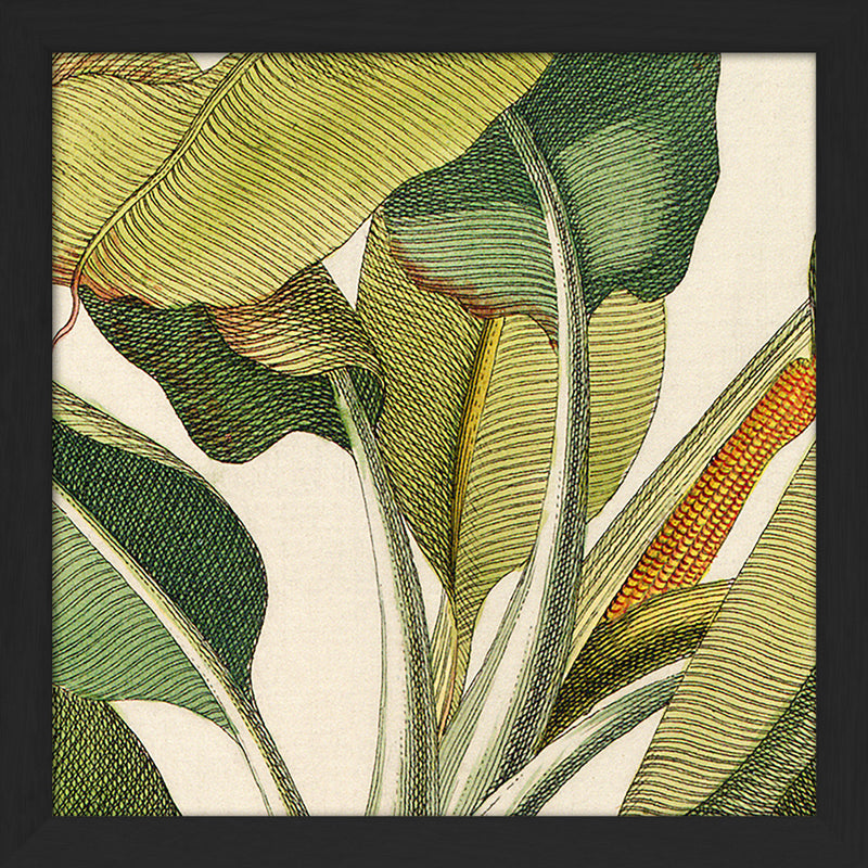 Musa Caudice Viridi Close Up. Mini Print