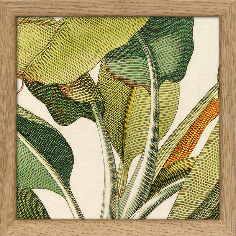 Musa Caudice Viridi Close Up. Mini Print