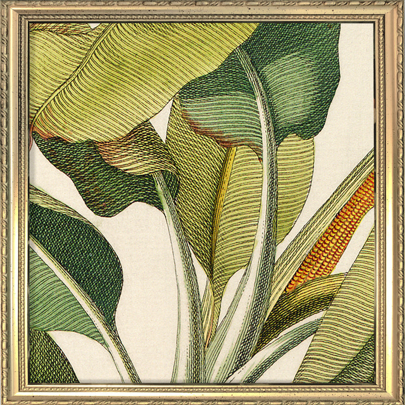 Musa Caudice Viridi Close Up. Mini Print