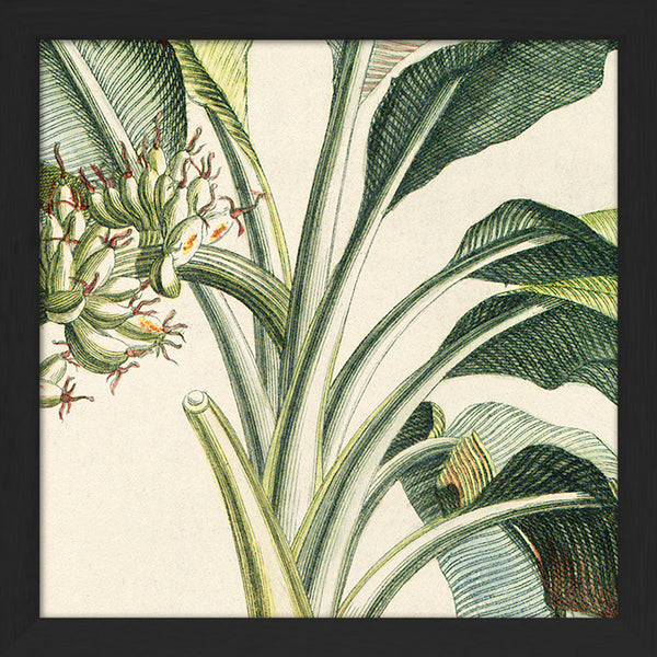Musa Candice Maculato Close Up. Mini Print