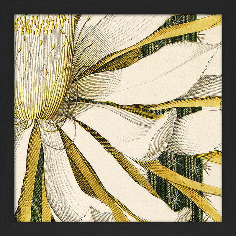 Cereus. Mini Print
