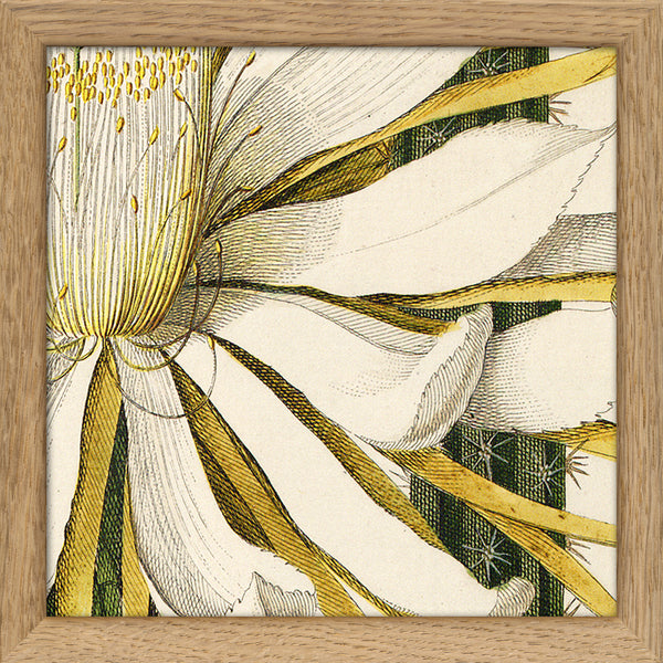 Cereus. Mini Print