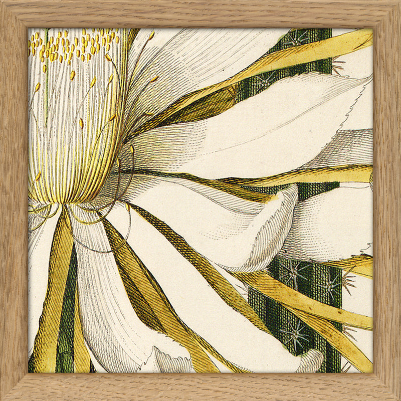 Cereus. Mini Print