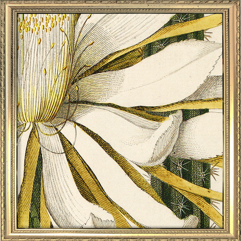Cereus. Mini Print