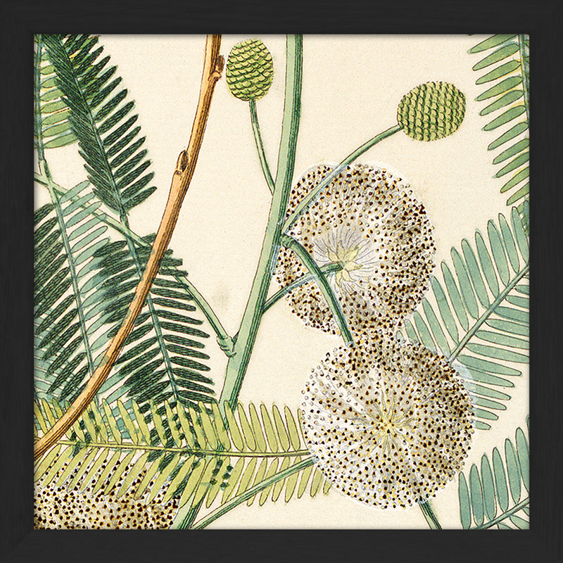 Acacia Close Up. Mini Print